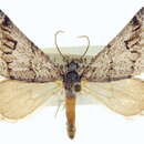 Image of Lithostege angelicata Dyar 1923