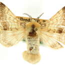 Image of Tolype mayelisae Franclemont 1973