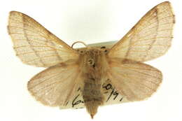 Image of Malacosoma incurvum incurvum