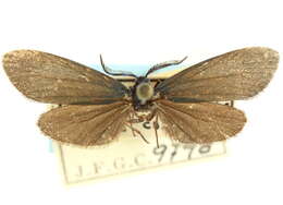 Image of <i>Neoprocris aversa</i>