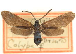 Image of <i>Triprocris cyanea</i>