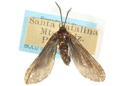 Image of <i>Triprocris cyanea</i>