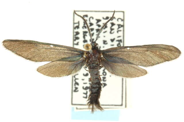 Image of Western Grapeleaf Skeletonizer