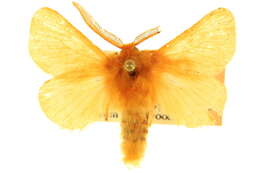 صورة Megalopyge pyxidifera