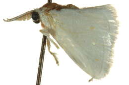 Image of <i>Alarodia slossoniae</i>