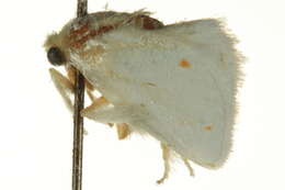 <i>Alarodia slossoniae</i> resmi