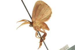 Image of Monoleuca sulphurea Grote 1880