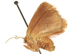 Image of Monoleuca subdentosa Dyar 1891