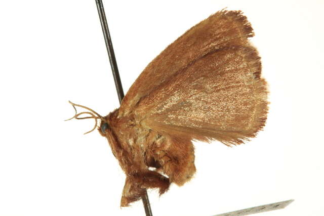 Image of Monoleuca subdentosa Dyar 1891