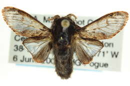 Image of Hag Moth