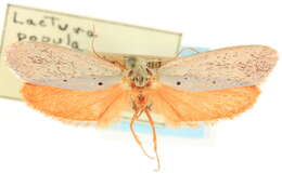 Image of <i>Lactura pupula</i>