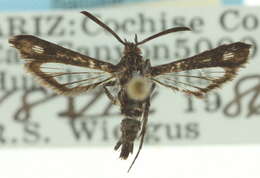 Image of <i>Osminia donahueorum</i>