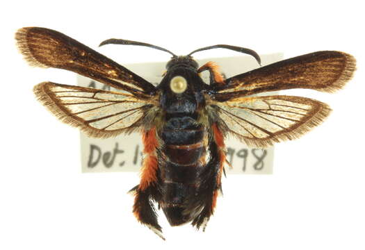 Image de Melittia cucurbitae Harris 1828