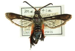 Image de Melittia cucurbitae Harris 1828