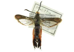 Image de Melittia cucurbitae Harris 1828