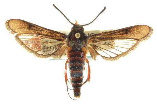 Image of <i>Melittia grandis</i> (Strecker)