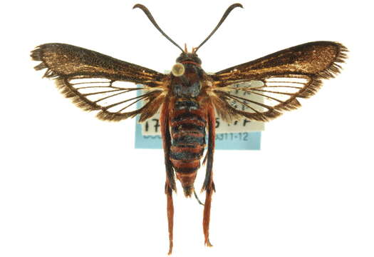 Image of <i>Melittia grandis</i> (Strecker)