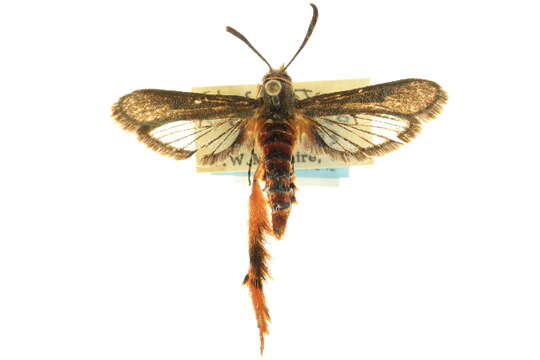 Image of <i>Melittia grandis</i> (Strecker)