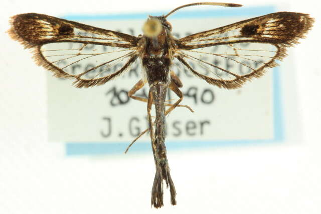 Image of Virginia Creeper Clearwing