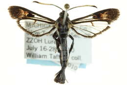 Image of Virginia Creeper Clearwing