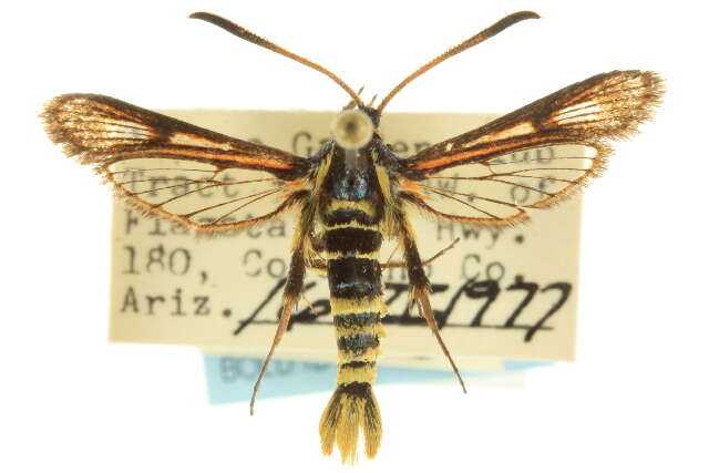 Image of Synanthedon arizonensis Beutenmüller 1916