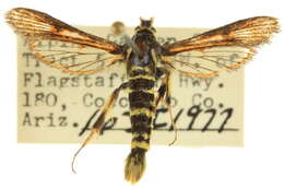 Image of Synanthedon arizonensis Beutenmüller 1916