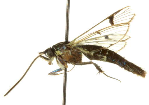 Image of Synanthedon castaneae Busck 1913