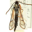 Image of <i>Synanthedon fulvipes</i>