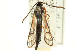 Image of <i>Synanthedon fulvipes</i>