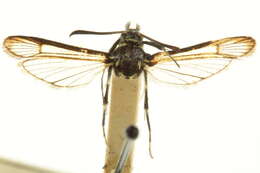 Image of Carmenta albociliata Engelhardt 1925