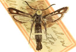 Image of Carmenta albociliata Engelhardt 1925