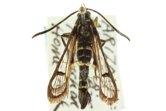 Image of Carmenta giliae Edwards 1881