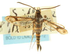 Image of Texana Clearwing Moth