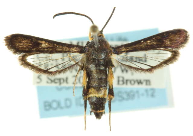 Image of The Boneset Borer