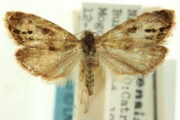 Image of <i>Caloreas coloradella</i>