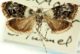 Image of <i>Caloreas leucobasis</i>