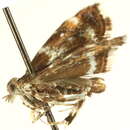 Image of Prochoreutis dyarella