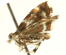 Image of Prochoreutis dyarella