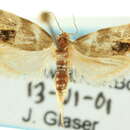 Image of <i>Prochoreutis extrincicella</i>