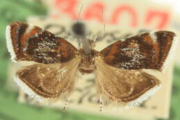 Image of Prochoreutis