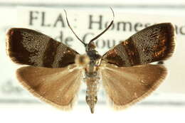 Image of Slosson's Metalmark Moth