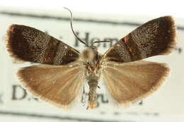 Image of Slosson's Metalmark Moth