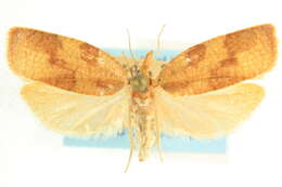 Image of <i>Cenopis saracana</i>