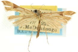 Image of Platyptilia ardua McDunnough 1927