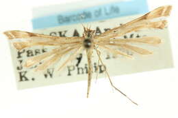 Image of Platyptilia johnstoni Lange 1940