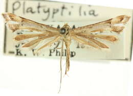 Image of Platyptilia johnstoni Lange 1940