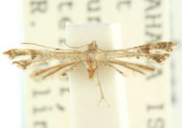 Image of Moth