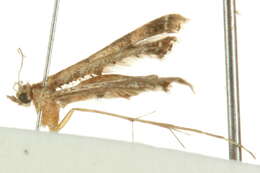 Image of Moth