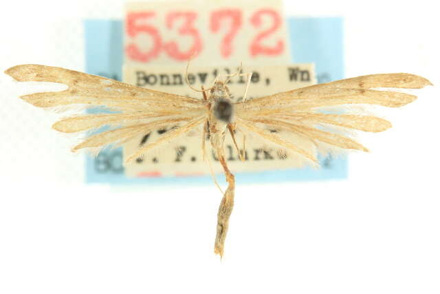 Image of Stenoptilia exclamationis (Walsingham 1880)