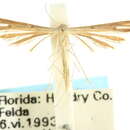 Image of <i>Stenoptilia pallistriga</i> Barnes & Mc Dunnough 1913